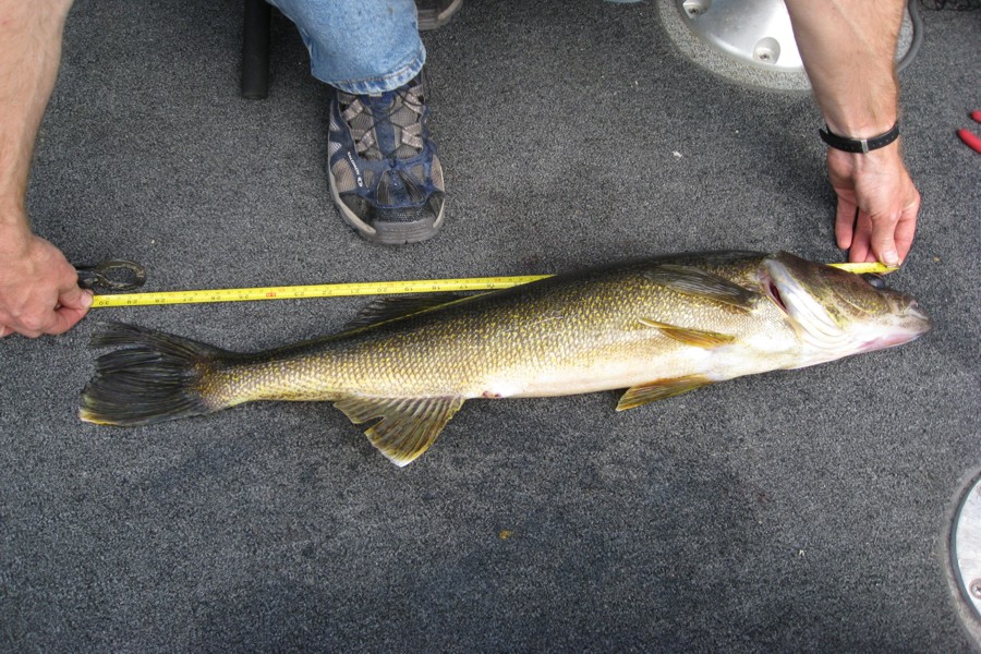 ../image/day 7 julie 30 inch walleye 2.jpg